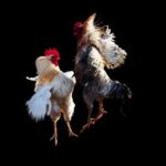 cockfighting games